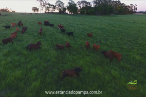 Fazenda Reconquista - Cachoeira do Sul.00_03_03_18.Quadro031_e6d6703598e577cf86e0fdae7d77c9387c2d1ce5.png